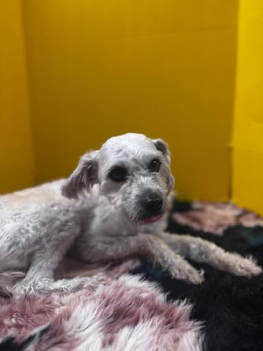 Mystery pup